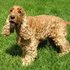 Cocker Spaniel