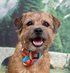 Border Terrier