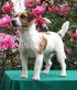 Russell Terrier