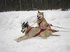 Alaskan Husky