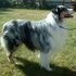 Australian Shepherd