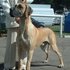 Great Dane